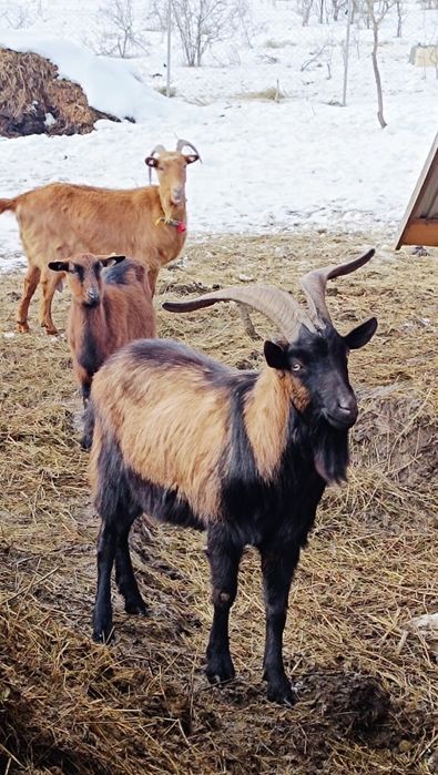 Țap Alpină Franceză