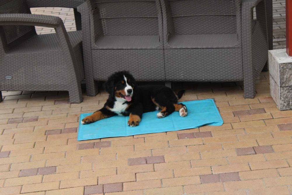3 femele Ciobănesc de Berna - Pedigree UCHR