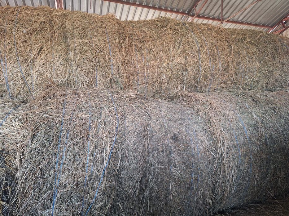 Baloti de lucerna - 120 cm