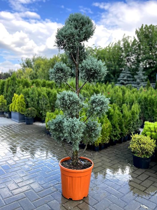 Italiya va Turkiyadan keltirilgan ideal turlar