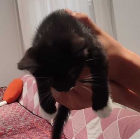 Отдадим бесплатно котят в добрые руки