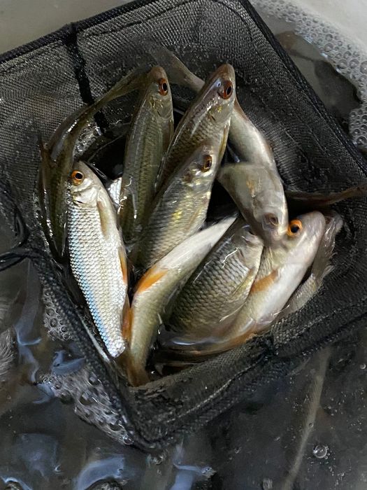 Живец чебак 100 тенге