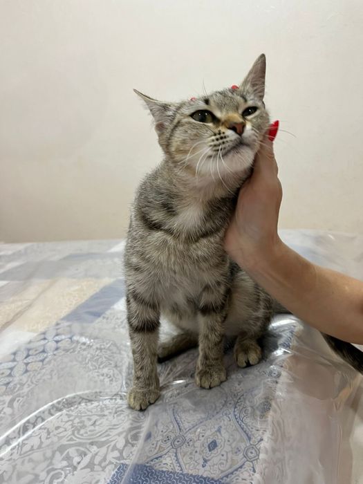 Отдадим кошечку в добрые руки