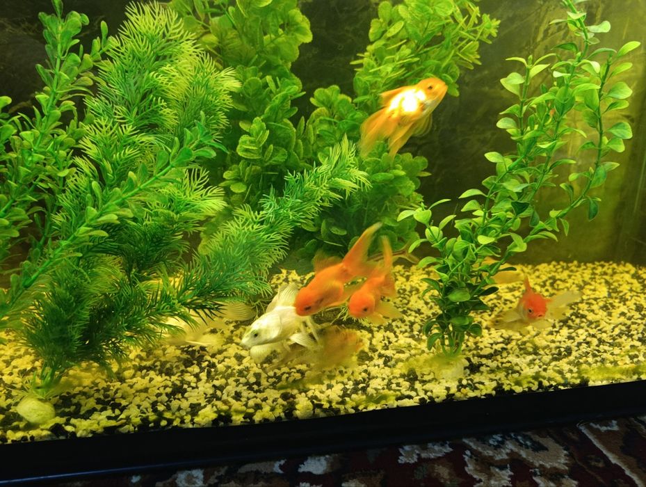 Akvaryum va baliqlar optim sotiladi