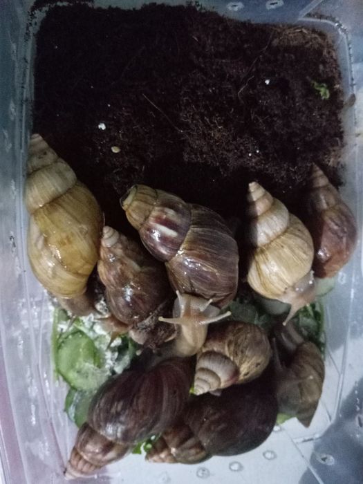 Косметические улитки