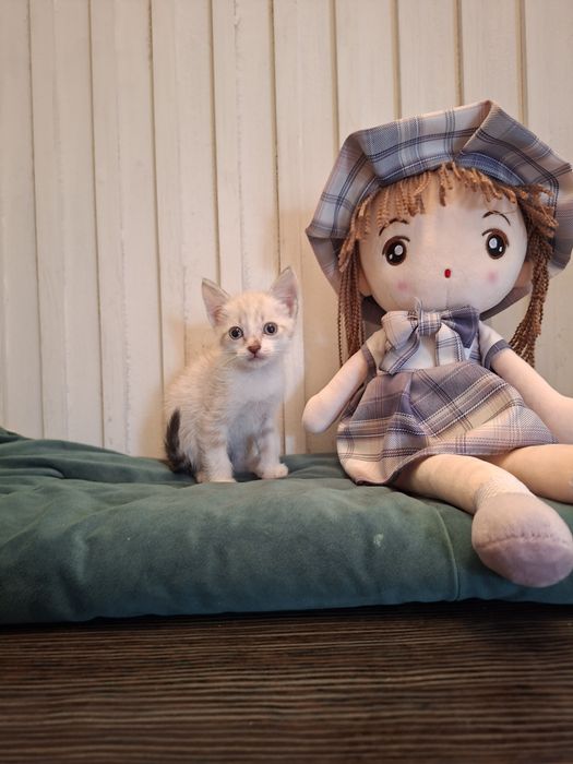 Котенок ищет себе добрых хозяев.
