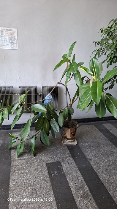 Бенджамин; Фикус (Ficus elastica); Фикус "Лирата