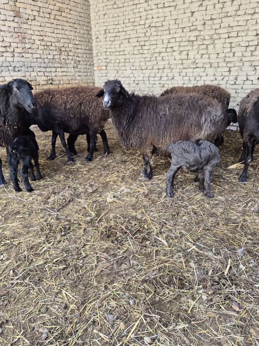 ona bola qo’ylar sotiladi.!