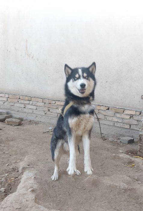 Хаски   сотилади