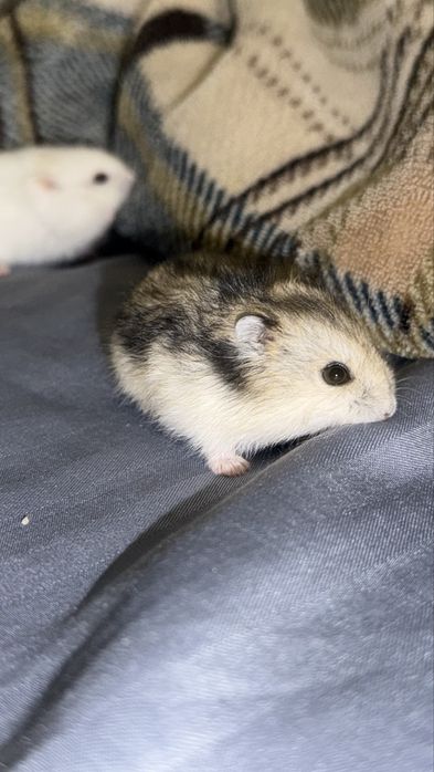 Продам маленького хомячка
