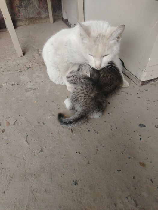 Скотишфолд.