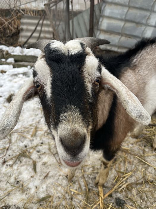Козел англо нубийский,  чистый