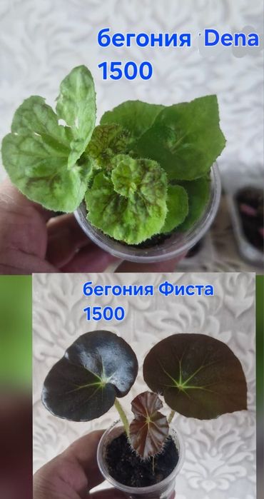 Бегонии цветы домашние