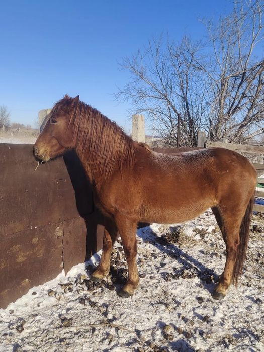 Продам жирную кобылу