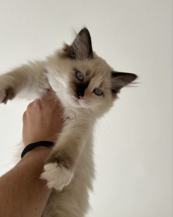 Котенца Регдол/Ragdoll