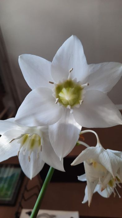 Продам комнатные цветы