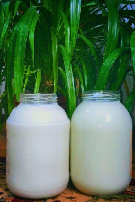 Алпи асыл тұқымды ешкі сүті бар