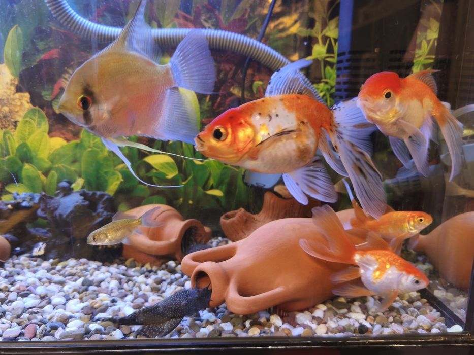 Продавам златни рибки