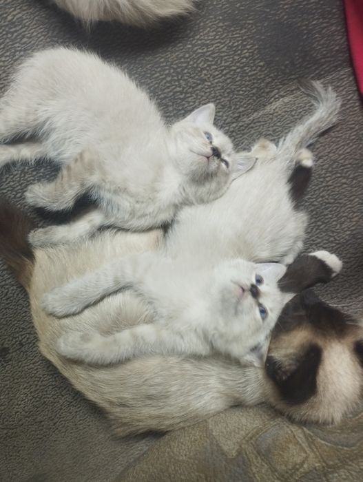 Отдам котят в добрые руки