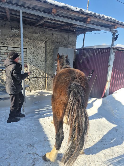 Продам лошадей Объезженные.