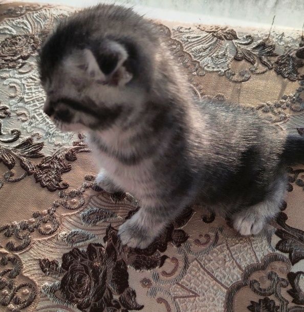 Вислоухих Шотландские Котята