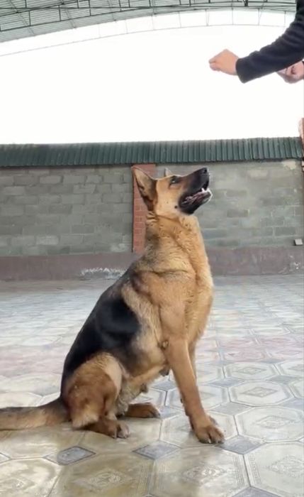 Күшік немецки овчарка еркек