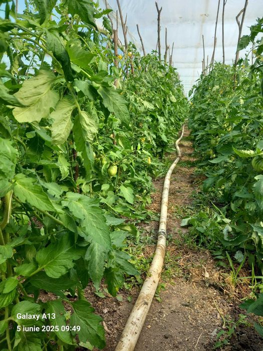 Roșii de grădină de vânzare