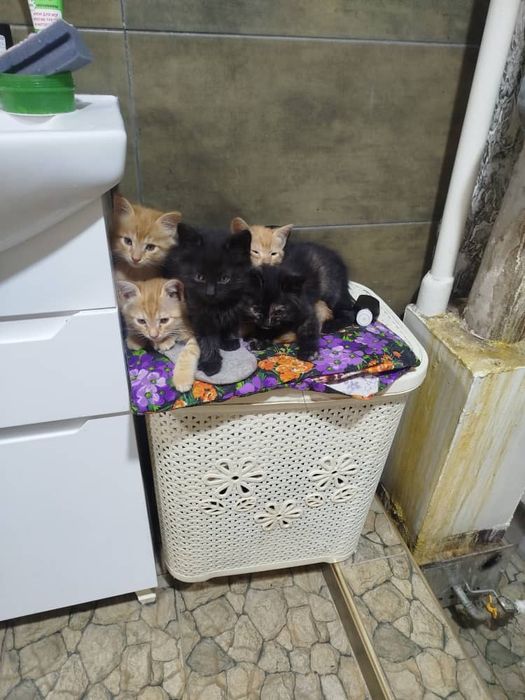 Отдам котят в хорошие руки