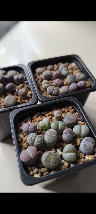 Продам суккуленты и литопсы