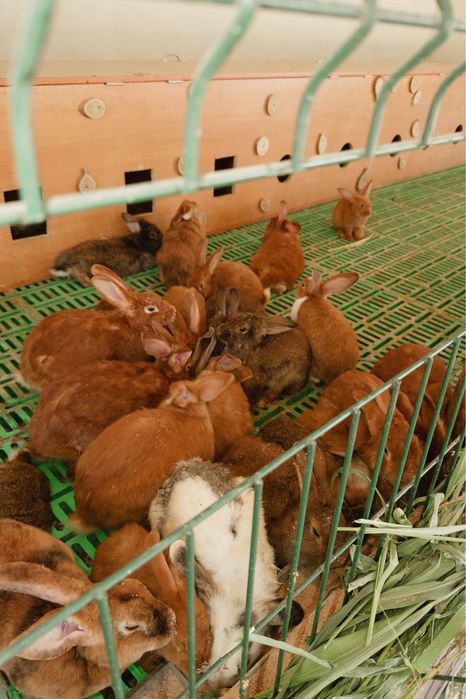 Продам кроликов оптом и в розницу