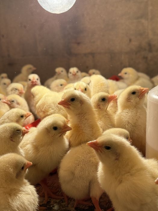 Цыплята бройлеры кобб 500