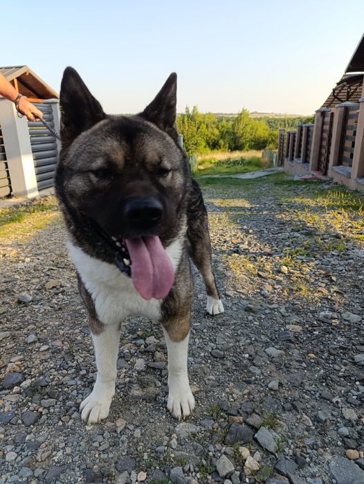 Done caine Akita American