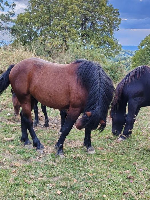 Cârlan de 2 ani, semi greu din părinți foarte buni!