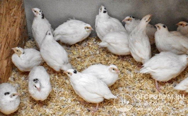 Препелка породы Техас