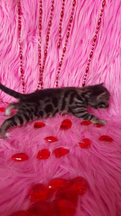 Бенгальские котята