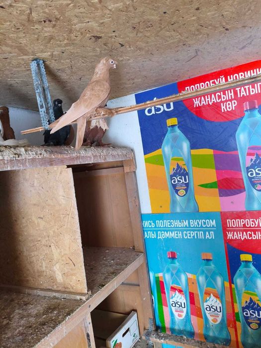 Голуби двухчубые