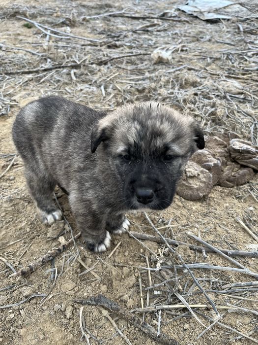 Продам щенок за 1000тг