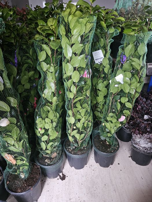 Catalpa leylandi maslin phoetinia