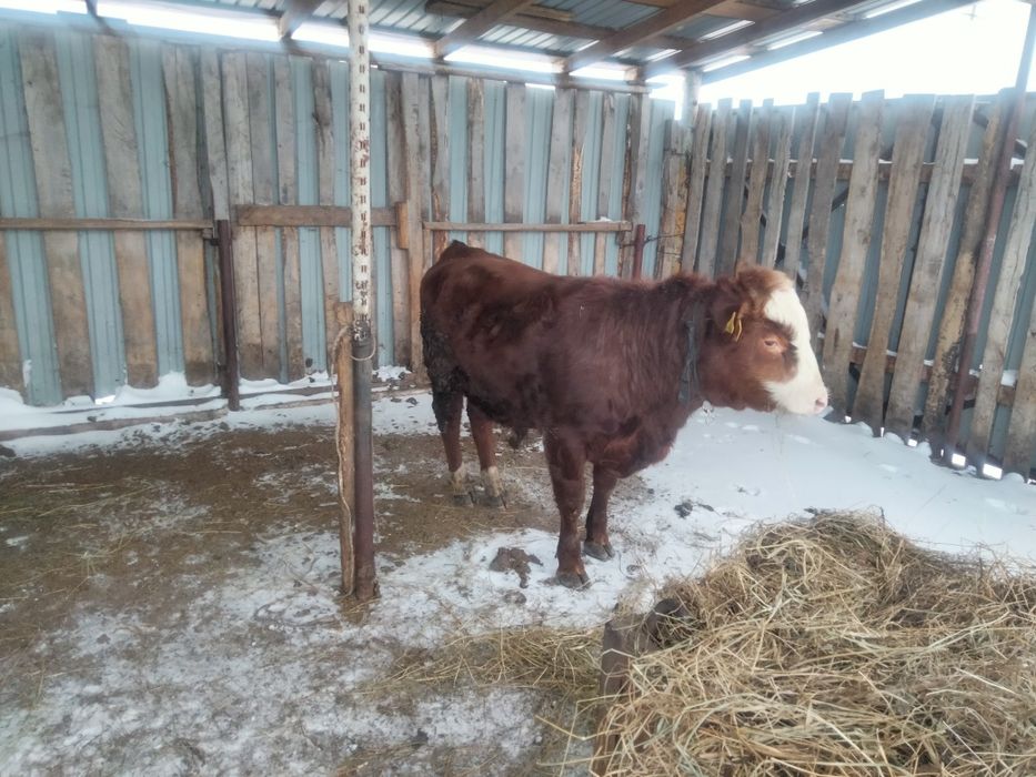 Обменяю на корову