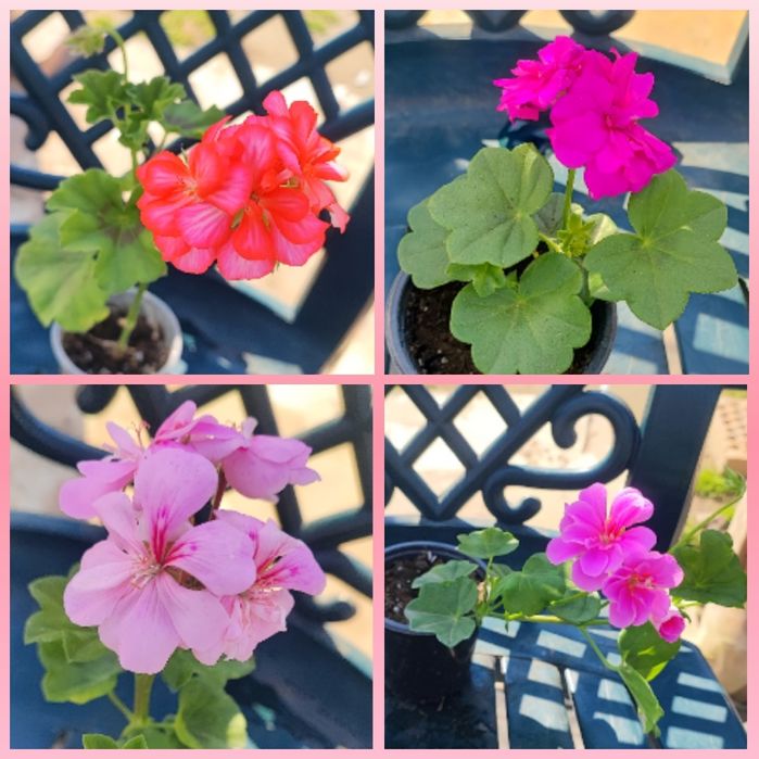 Мушката и сакъзи