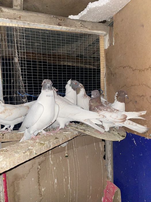 Голуби иранцы пара