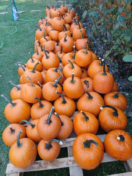 Dovleac Halloween