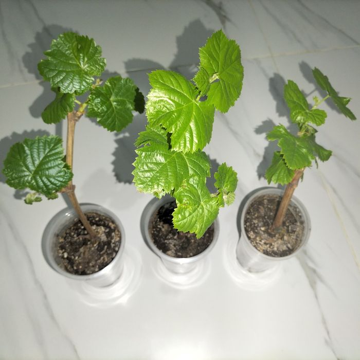 Виноград сатылады