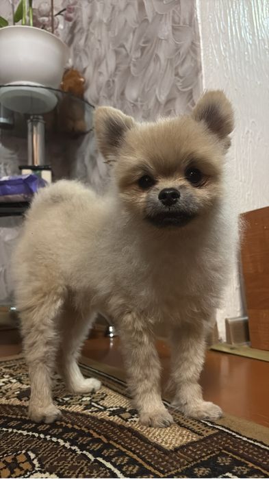 Собака мини шпиц