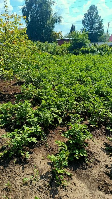 Продам дачу 10 соток, с/о Ромашка