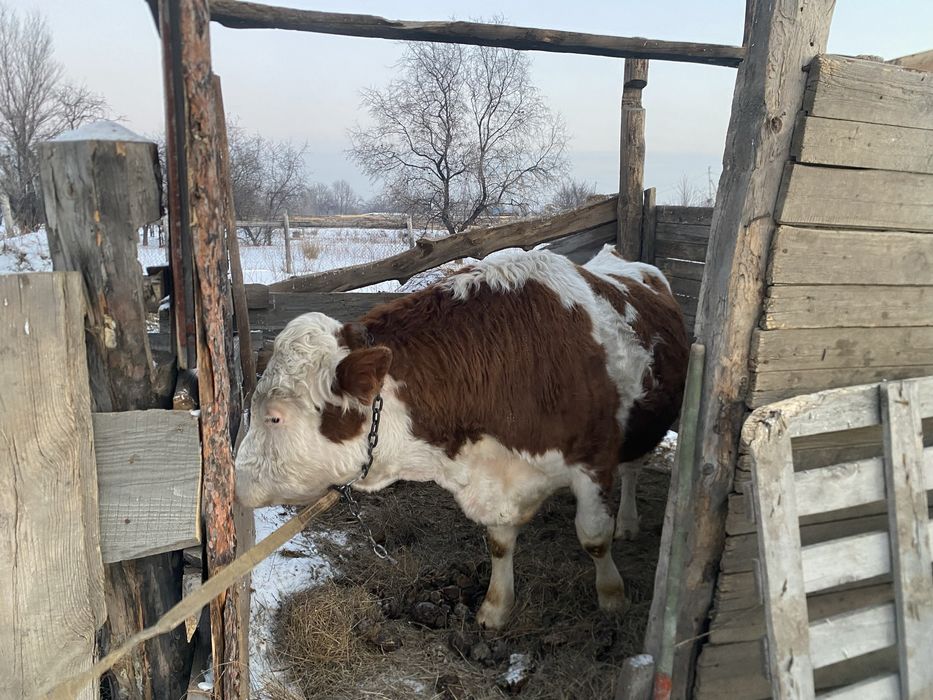 Продам быка семинтал возраст 3 года