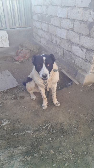 Алабай сатылады или обмен