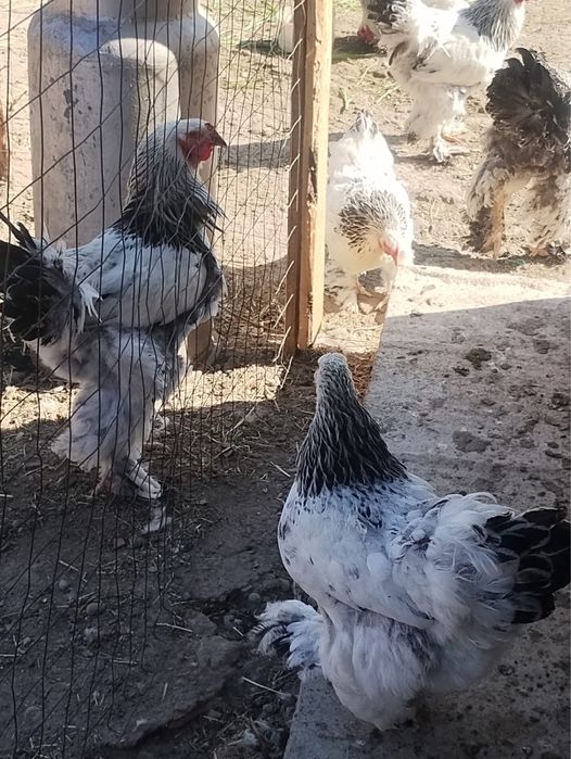 Vamd cocosi si gaini