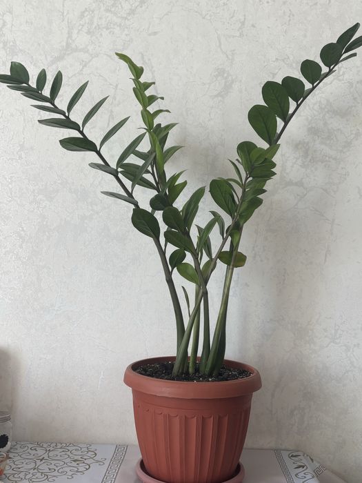 Продам комнатный цветок Замиокулькас Долларовое дерево  (Zamioculcas),