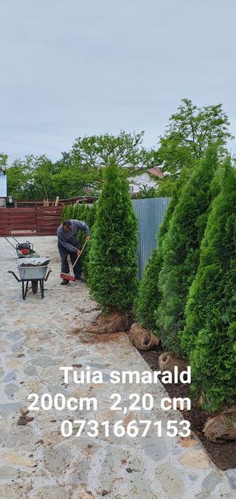 Tuia smarald Calitate extra